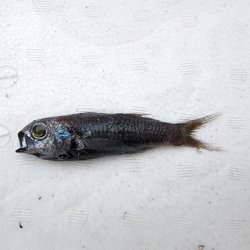 画像1: 《近海産深海魚》ナミトゲスミクイウオ(画像のA(4)個体です)…（冷凍個体）