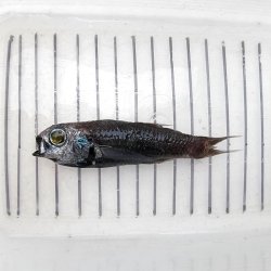 画像3: 《近海産深海魚》ナミトゲスミクイウオ(画像のA(4)個体です)…（冷凍個体）