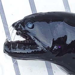画像1: 《近海産深海魚》【珍】ホテイエソ科の1種？(画像の個体です)…冷凍個体