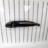 《外洋性深海魚》クロトカゲギス（画像の個体です）…冷凍個体