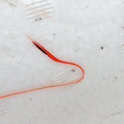 画像3: 《近海産深海魚》ｓｓ【激レア】☆★☆リュウグウノツカイの冷凍個体…画像の欠損個体です