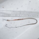 《外洋性深海魚》シギウナギの冷凍個体(画像のB2個体です)‥近海採取