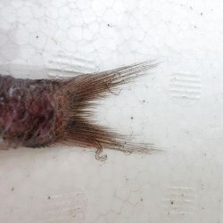 画像2: 《近海産深海魚》ナミトゲスミクイウオ(画像のA(4)個体です)…（冷凍個体）