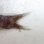 画像2: 《近海産深海魚》ナミトゲスミクイウオ(画像のA(4)個体です)…（冷凍個体） (2)
