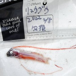 画像5: 《近海産深海魚》ｓｓ【激レア】☆★☆リュウグウノツカイの冷凍個体…画像の欠損個体です