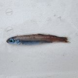 《外洋性深海魚》ソコイワシ科の1種（画像のA➂個体です）…冷凍個体