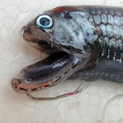 画像2: 《外洋性深海魚》ワニトカゲギス目の1種（画像の個体です）…冷凍個体