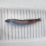 《外洋性深海魚》ソコイワシ科の1種（画像のB➃個体です）…冷凍個体