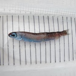 画像1: 《外洋性深海魚》ソコイワシ科の1種（画像のB➃個体です）…冷凍個体