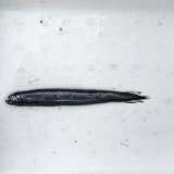 《外洋性深海魚》ワニトカゲギス目の1種（画像の個体です）…冷凍個体