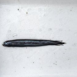 画像1: 《外洋性深海魚》ワニトカゲギス目の1種（画像の個体です）…冷凍個体