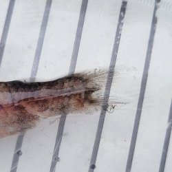画像3: 《外洋性深海魚》ソコイワシ科の1種（画像のB➃個体です）…冷凍個体
