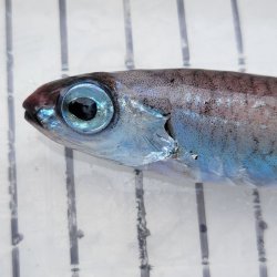 画像2: 《外洋性深海魚》ソコイワシ科の1種（画像のB➃個体です）…冷凍個体