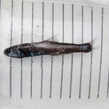 《外洋性深海魚》ハダカイワシの1種（画像のA➉個体です）…冷凍個体