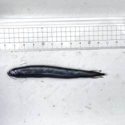 画像4: 《外洋性深海魚》ワニトカゲギス目の1種（画像の個体です）…冷凍個体