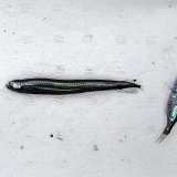 《外洋性深海魚》ワニトカゲギス目の1種（画像のA➇個体です）…冷凍個体