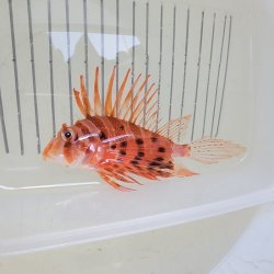 画像4: 《近海産海水魚》【ウルトラレア】エボシカサゴ・・深海採取