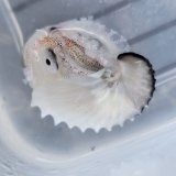 《近海産甲殻類》アオイガイ(画像の個体です)…ハンドコート採取