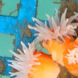 画像3: 《近海産海洋生物》シロバナキサンゴ（画像の個体です)