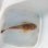 画像1: 《近海産海水魚》キビレミシマ (1)