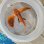 画像1: 《近海産海水魚》セトミノカサゴ（画像の個体です）…ハンドコート採取 (1)