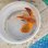 画像3: 《近海産海水魚》セトミノカサゴ（画像の個体です）…ハンドコート採取 (3)