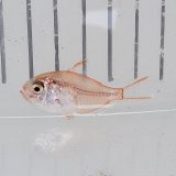 《近海産海水魚》【ウルトラレア個体】キンメダマシの幼魚(1匹)…深海ハンドコート採取
