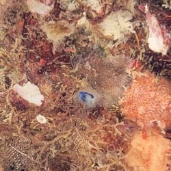 画像5: 《近海産海洋生物》LWL(海洋生物集合体)…ハンドコート採取