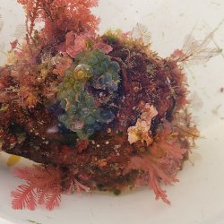 画像8: 《近海産海洋生物》LWL(海洋生物集合体)…ハンドコート採取