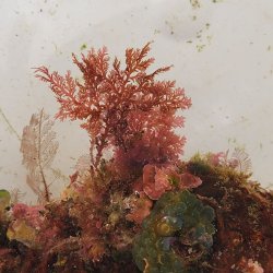 画像3: 《近海産海洋生物》LWL(海洋生物集合体)…ハンドコート採取