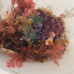 画像9: 《近海産海洋生物》LWL(海洋生物集合体)…ハンドコート採取