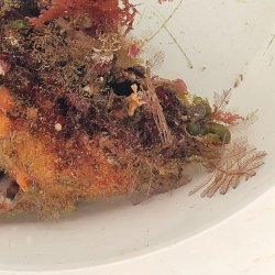 画像4: 《近海産海洋生物》LWL(海洋生物集合体)…ハンドコート採取