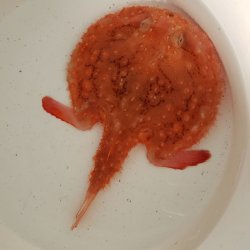 画像2: 《近海産深海魚冷凍個体》アカグツ（体盤幅15センチ±）の冷凍個体（剥製用・標本用・研究用）