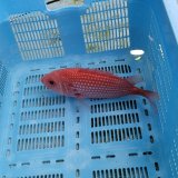 《近海産海水魚》☆★エビスダイ(画像の個体です)白点タイプ…ハンドコート採取