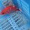 画像3: 《近海産海水魚》☆★エビスダイ(画像の個体です)白点タイプ…ハンドコート採取 (3)