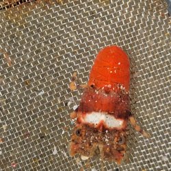 画像4: 《近海産甲殻類》【珍サイズ】ヒメセミエビ（画像の個体です)…ハンドコート採取