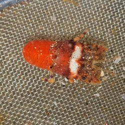 画像3: 《近海産甲殻類》【珍サイズ】ヒメセミエビ（画像の個体です)…ハンドコート採取