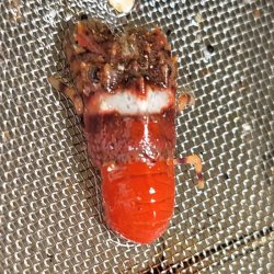 画像2: 《近海産甲殻類》【珍サイズ】ヒメセミエビ（画像の個体です)…ハンドコート採取