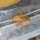 《近海産海水魚》【珍】ヤセオコゼ　（熊野灘産）…ハンドコート採取