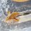 画像1: 《近海産海水魚》【珍】ヤセオコゼ　L（画像の個体です）…ハンドコート採取 (1)