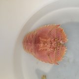 《近海産甲殻類》オオバウチワエビ(画像の個体です)…ハンドコート採取