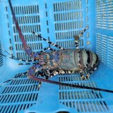 《近海産甲殻類》ニシキエビ（Lサイズ）歩足1欠…ハンドコート採取