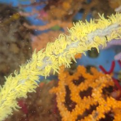 画像2: 《近海産海洋生物類》ムチカラマツ　イエロ－(画像のポリプ色です)…10センチカット物