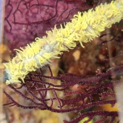 画像4: 《近海産海洋生物類》ムチカラマツ　イエロ－(画像のポリプ色です)…10センチカット物