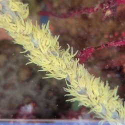 画像3: 《近海産海洋生物類》ムチカラマツ　イエロ－(画像のポリプ色です)…10センチカット物