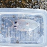 《外洋性甲殻類》【凍結】サメハダホウズキイカ