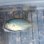 画像2: 《近海産海水魚》【珍】メダイのSSサイズ(1匹)…ハンドコート採取 (2)