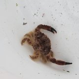 《近海産甲殻類》オウギガニ科の1種No.2…ハンドコート採取