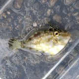 《近海産海水魚》ヨソギ幼魚…ハンドコート採取