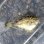 画像1: 《近海産海水魚》ヨソギ幼魚…ハンドコート採取 (1)